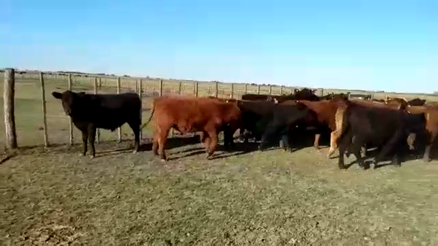 Lote 60 Terneros en Cañuelas, Buenos Aires