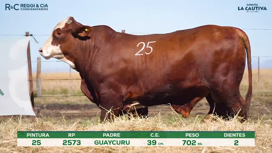 Lote Toros Braford controlados