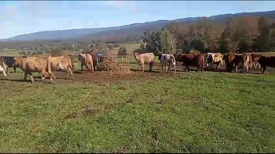 Imagen 1 del Lote Lote 50 Novillo Engorda en X Región Los Lagos, Fresia