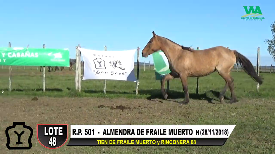 Lote ALMENDRA DE FRAILE MUERTO