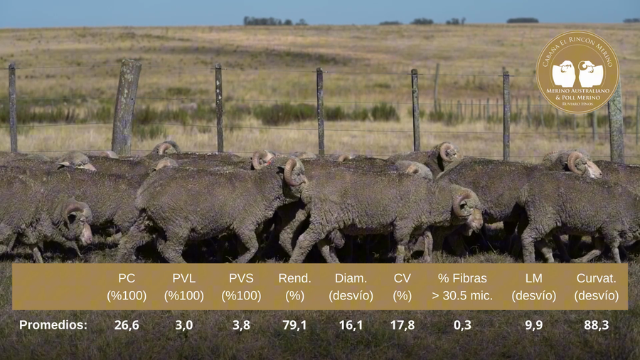 Lote Hembras seleccionadas