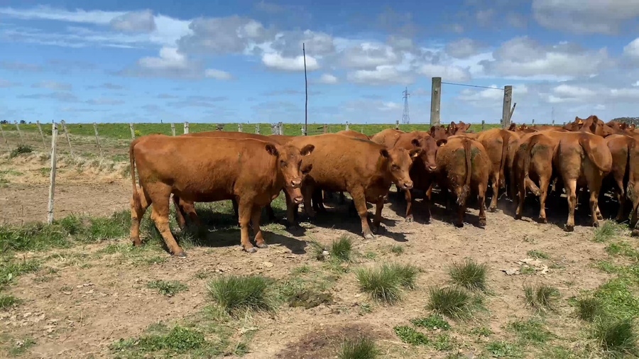 Lote 32 Vaquillonas Vacas Preñadas en José Ignacio, Maldonado