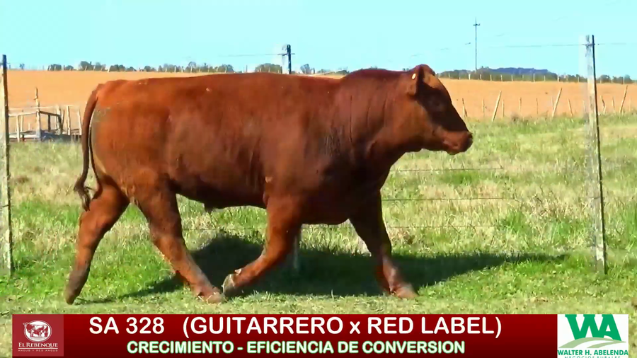 Lote Toros a remate en ANGUS EL REBENQUE, Florida