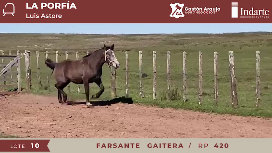 Lote FARSANTE GAITERA