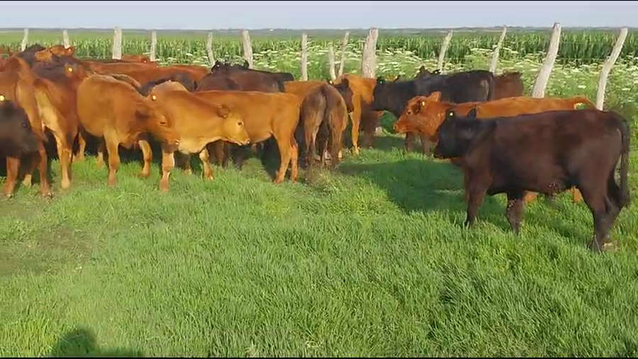 Lote 70 Terneros en Santa Elena, Entre Ríos