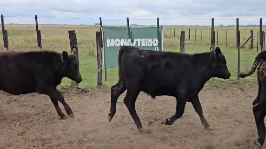 Lote 32 Terneros en Bolivar