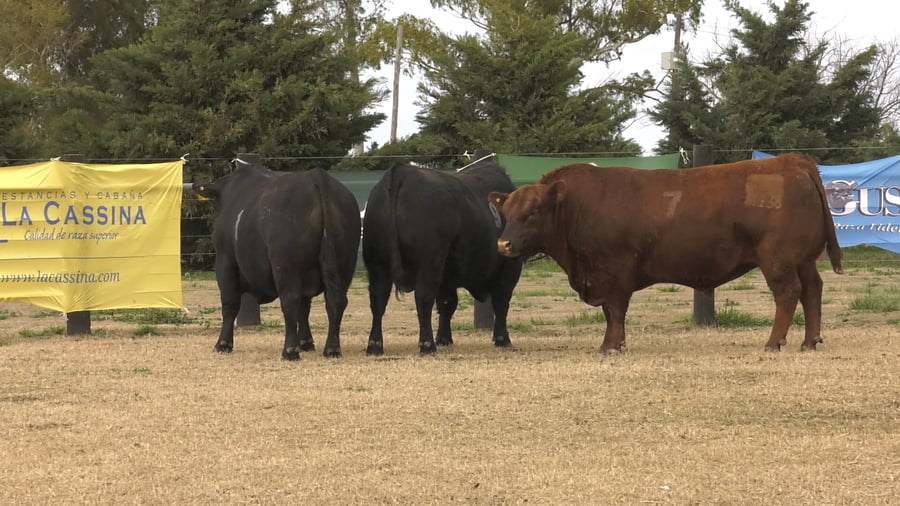 Lote TOROS ANGUS PUROS CONTROLADOS