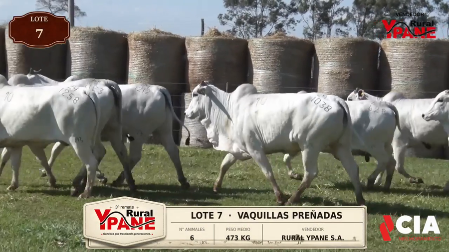 Lote Lote 7