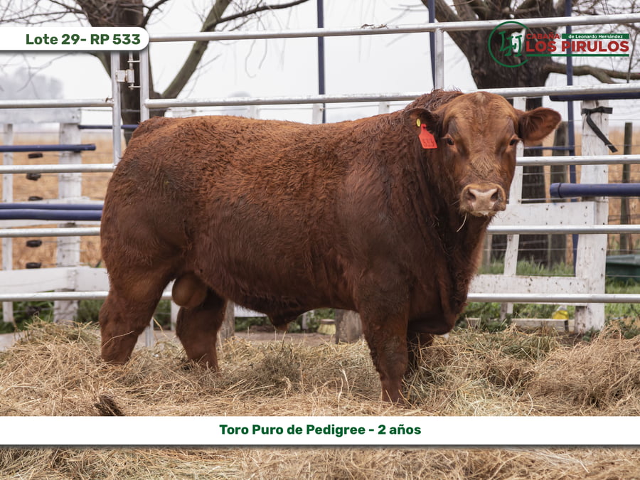 Lote TOROS PUROS DE PEDIGREE - 22/24 meses