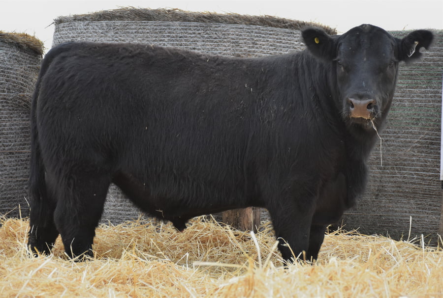Lote TOROS PC