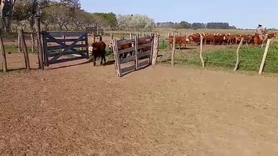 Lote 80 Terneros en Santa Lucía, Corrientes