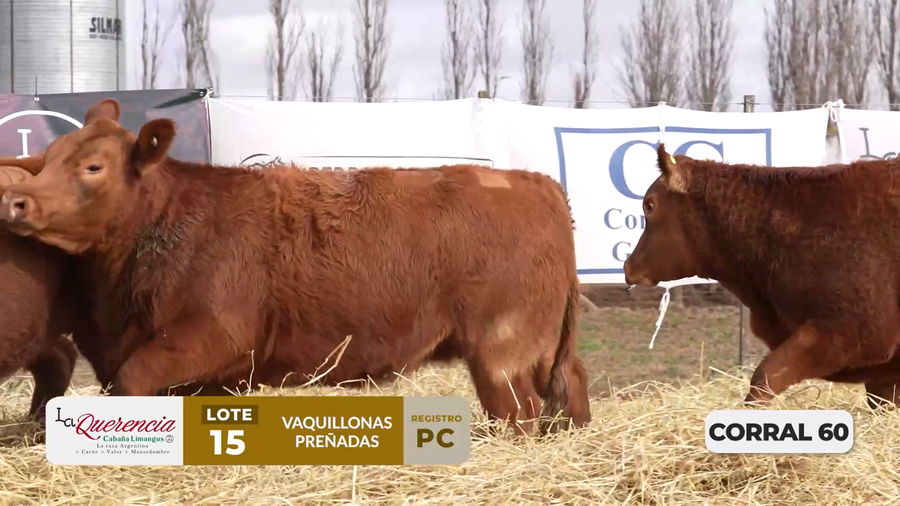 Lote VAQUILLONAS PC PREÑADAS PARICIÓN PRIMAVERA 2026