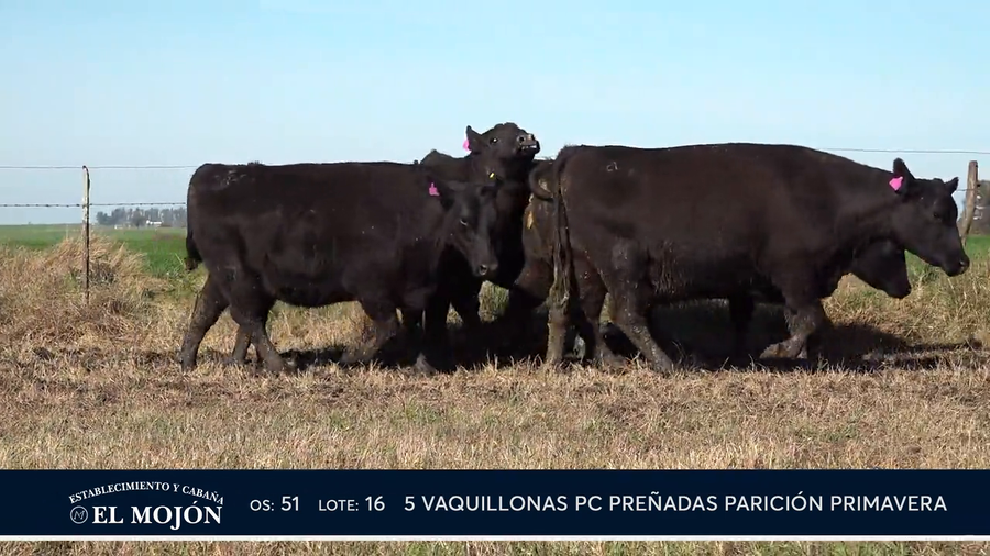 Lote NEGRAS PREÑADAS PARICIÓN PRIMAVERA