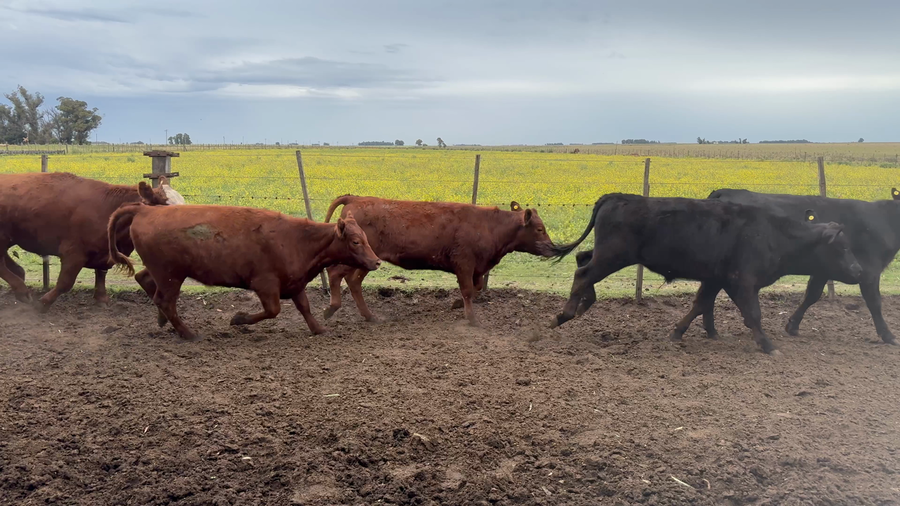 Lote 121 Terneros/as