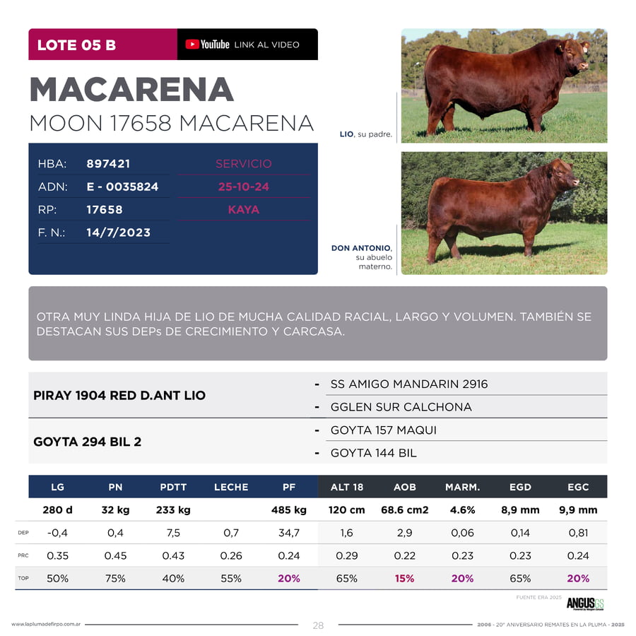 Lote RP 17656 y RP 17658 - VAQUILLONAS ELECCIÓN PP