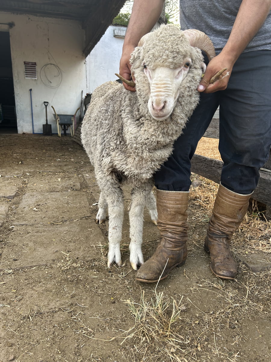 Lote Borrego 2D (MO: Si)