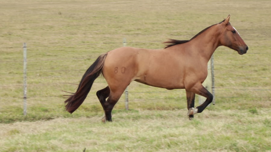 Lote REDOMONA Milica 20