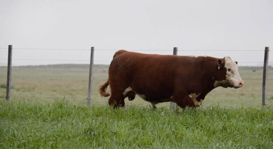Lote POLLED HEREFORD PURO de ORIGEN