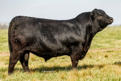 Lote TORO NEGRO PP