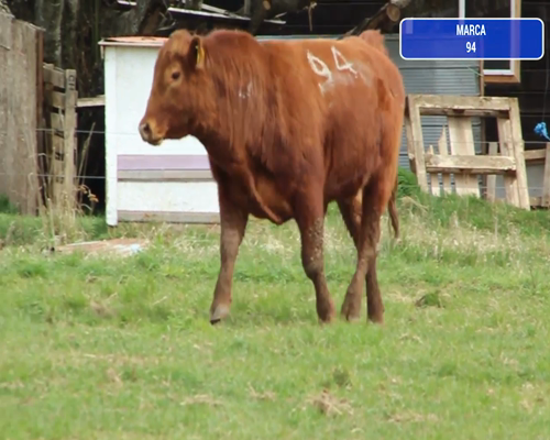Lote 1 Toro en Coyhaique, XI Región Aysén
