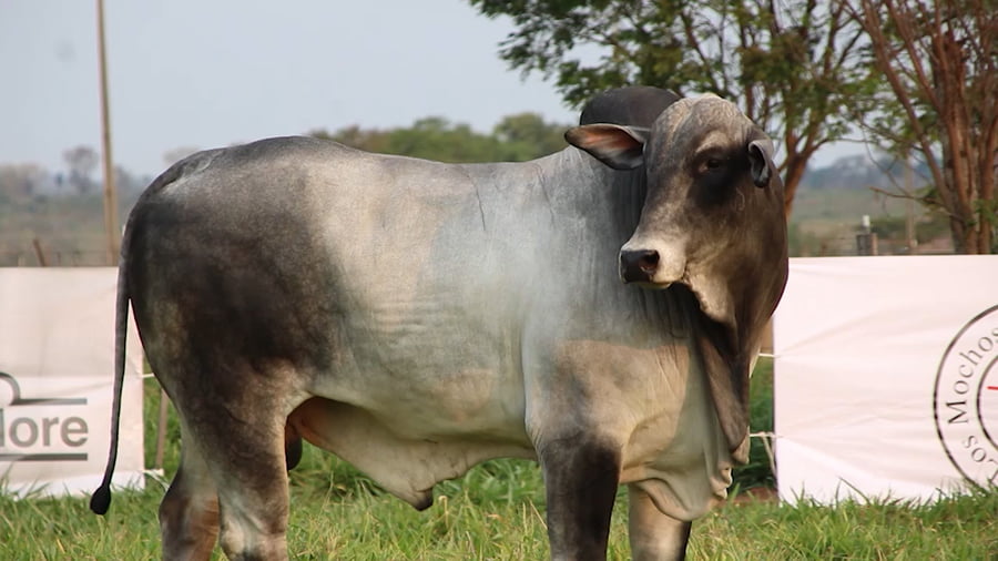 Lote LOTE 61