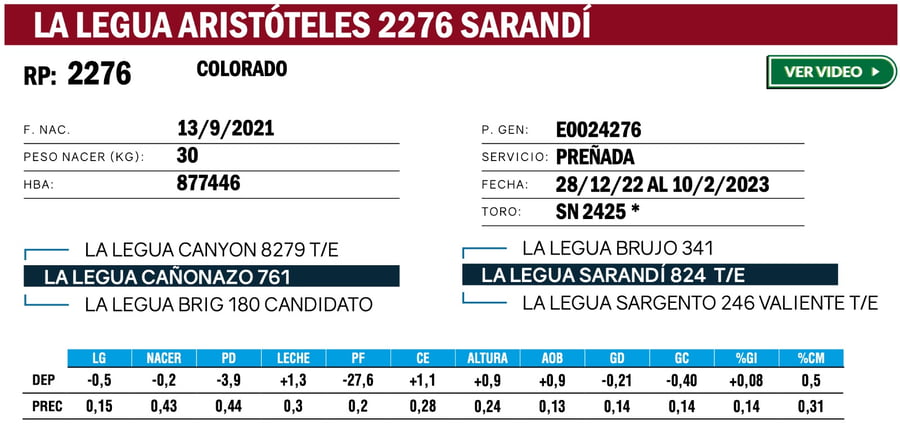 Lote VAQUILLONAS ANGUS  PP