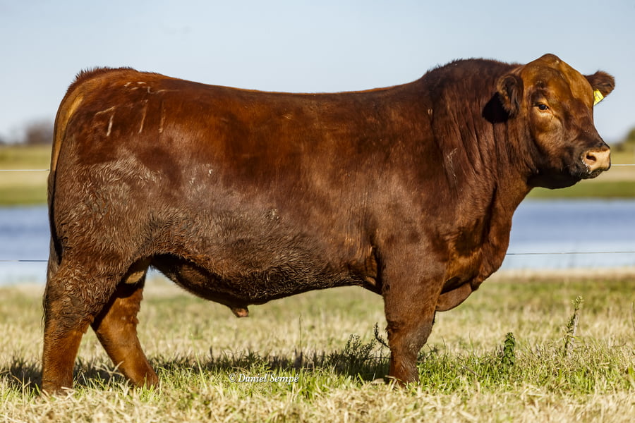 Lote Selección de Toros La Juanita