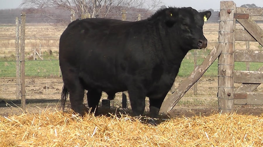 Lote TOROS PUROS POR CRUZA