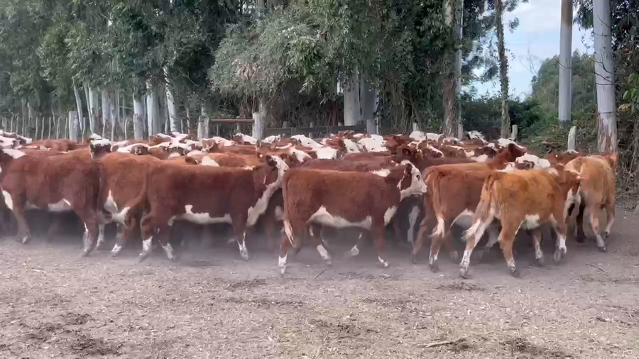 Lote 105 Terneras