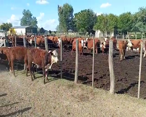 Lote 70 Terneros/as en Calchaquí, Santa Fe