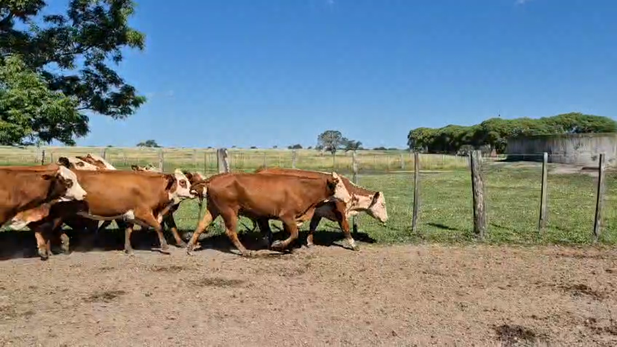 Lote 35 Vaquillonas de invernada en Corrientes, Curuzu Cuatia