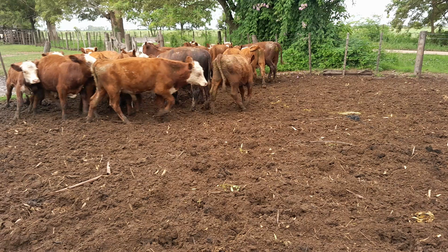 Lote 22 Terneros Braford en Col. Tacurales, Santa Fe