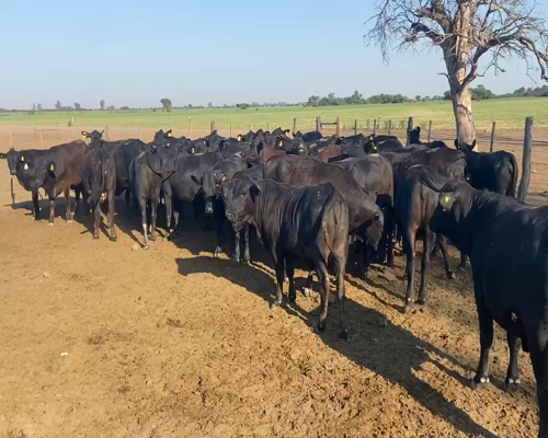 Lote 45 Vaquillonas C/ gtia de preñez en Ceres, Santa Fe
