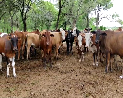 Lote 133 Novillitos en Quimilí, Santiago del Estero