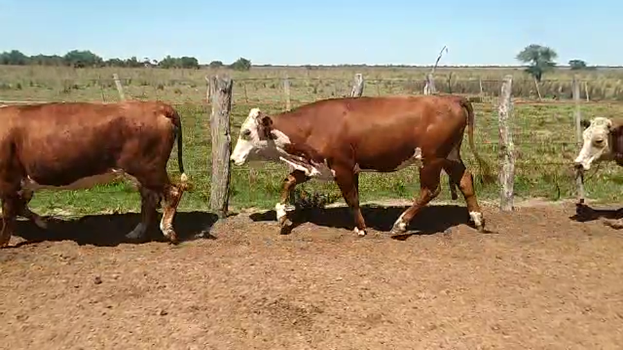Lote 56 Vaquillonas preñadas en Chavarría, Corrientes