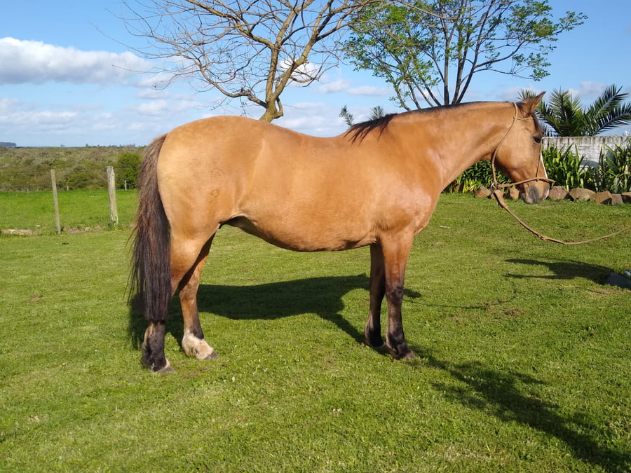 Lote Gata Negra (RP 09) - Cabaña Firmeza