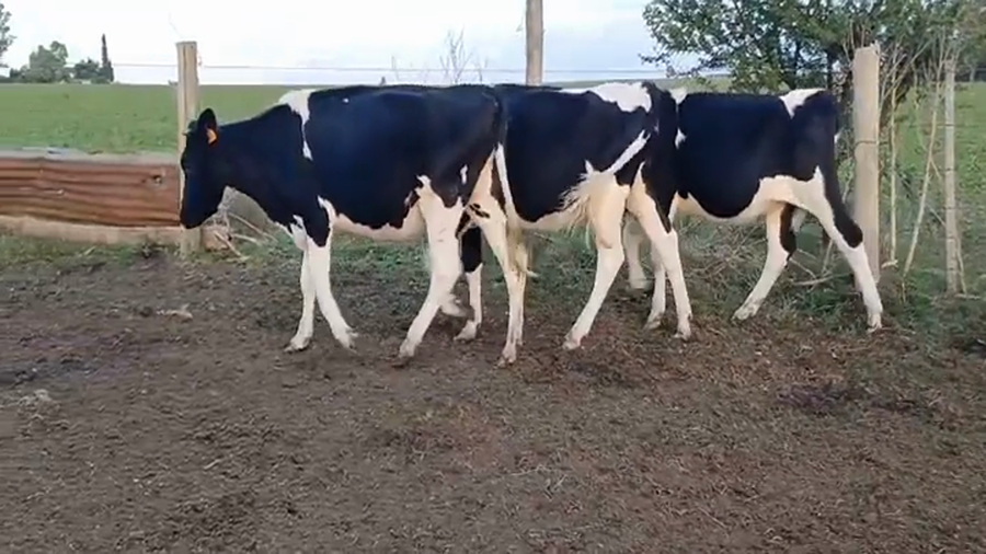 Lote 3 Vaquillonas holando HOLANDO a remate en #44 Pantalla Carmelo 270kg -  en OMBUES DE LAVALLE