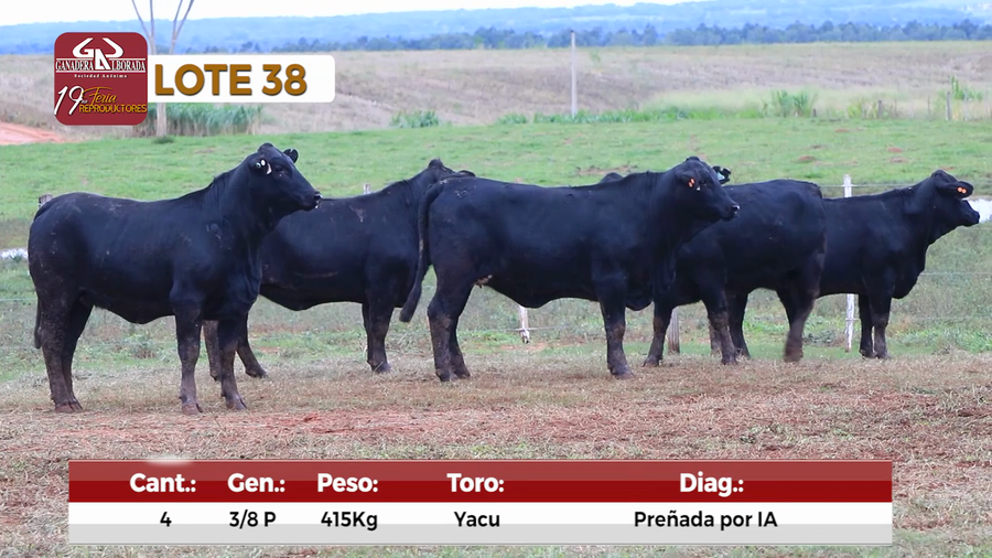 Lote Reproductores de Alborada - Lote 38