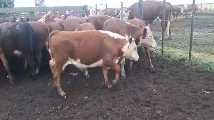 Lote 40 Terneros/as en Gral. Lamadrid, Buenos Aires