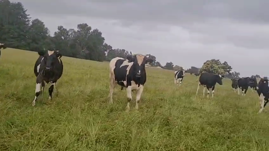 Lote 47 Novillo Gordo en Mariquina, XIV Región Los Ríos