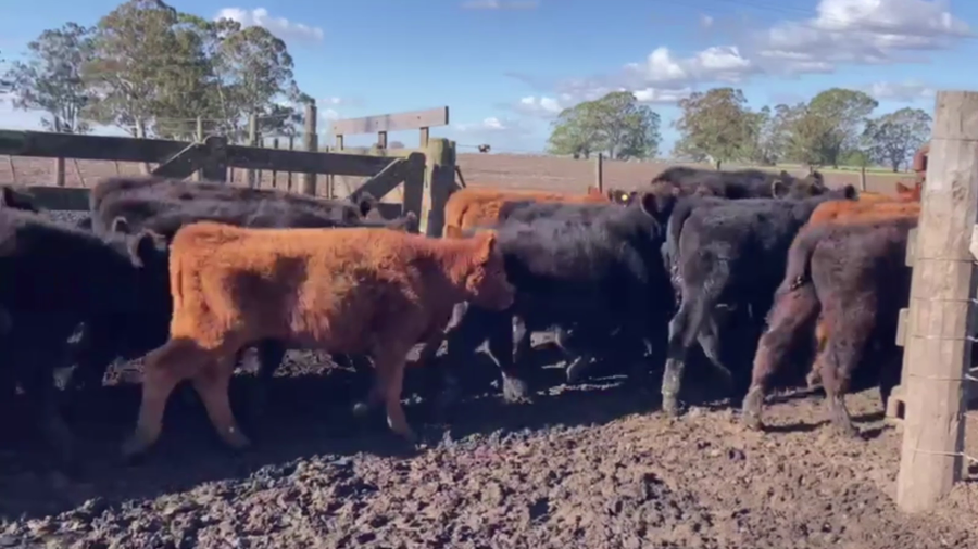 Lote 100 TERN. MACHOS, TANDIL, BS. AS.