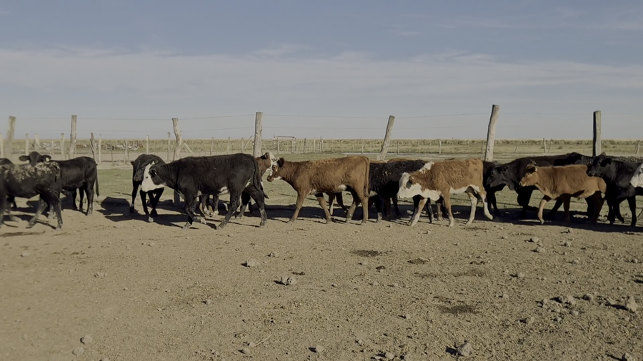 Lote 115 Terneras en Santa Fe, Los Amores