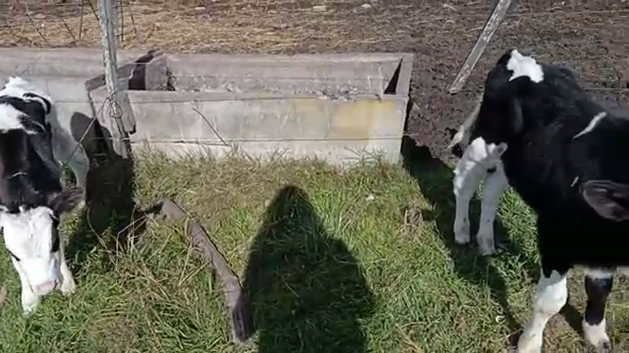 Lote (Vendido)10 Terneros holando,  jersey a remate en 4to remate ENTRE MARTILLOS 80kg -  en colonia italia