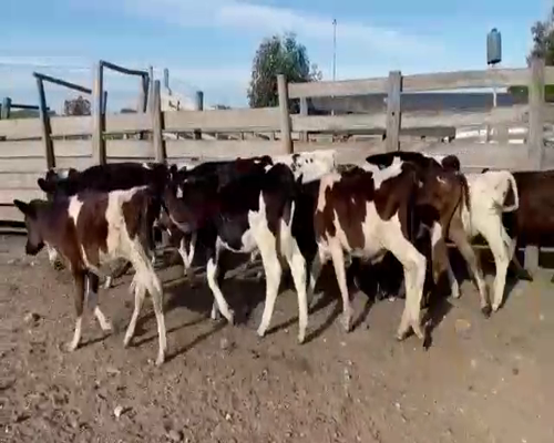 Lote (Vendido)12 Terneros HOL-CRUZA a remate en Entre Martillos 80-90kg -  en CARRETON
