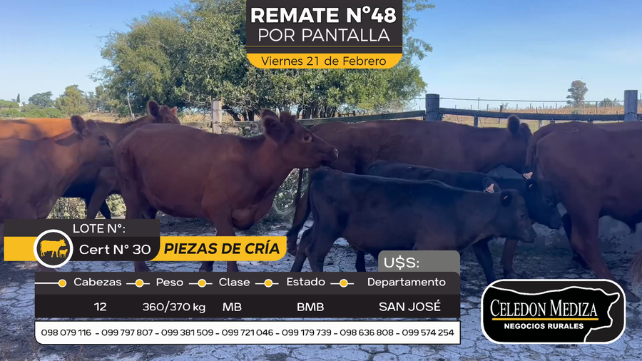 Lote 12 Piezas de cría en Otra Localidad, San José