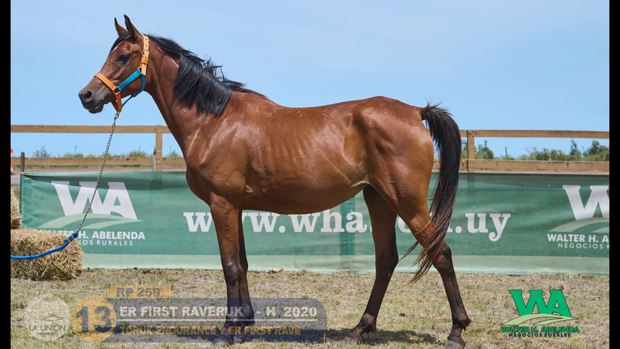 Lote ER FIRST RAVERUK