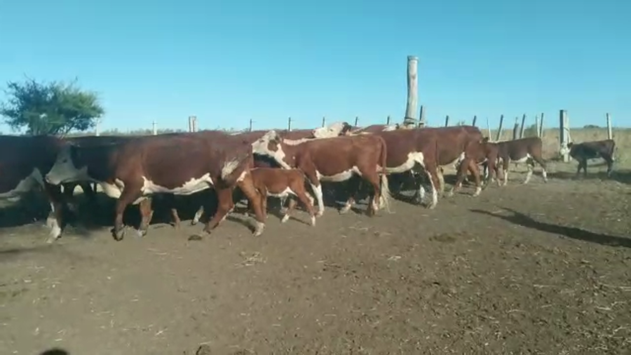 Lote (Vendido)24 Piezas de cría HEREFORD/ BRADFORD a remate en #29 Pantalla Carmelo en CARDONA