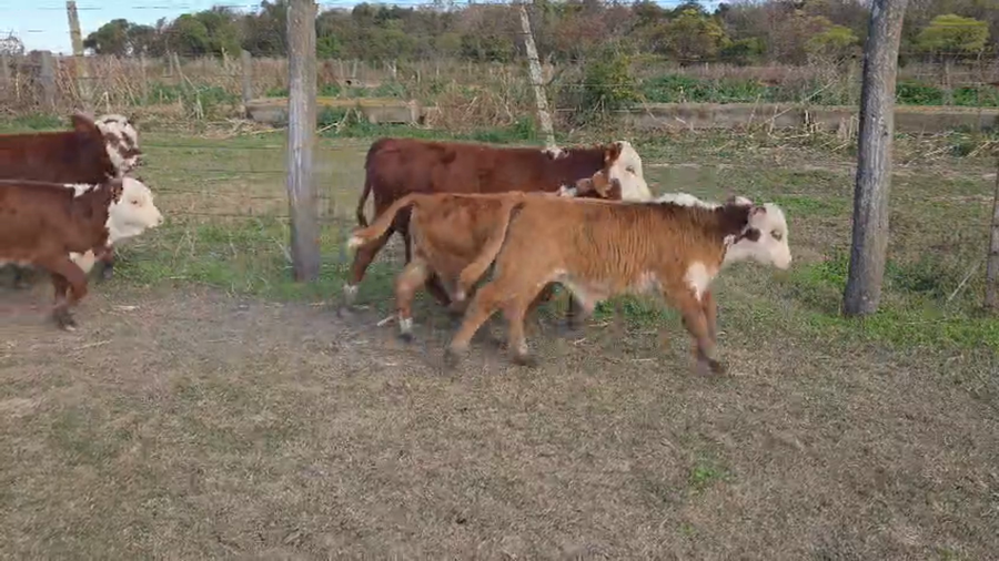 Lote 65 Vacas con Cría  en Santa Fe, San Justo