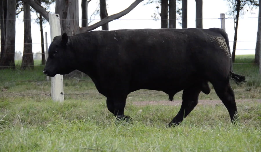 Lote ABERDEEN ANGUS PURO CONTROLADO SA