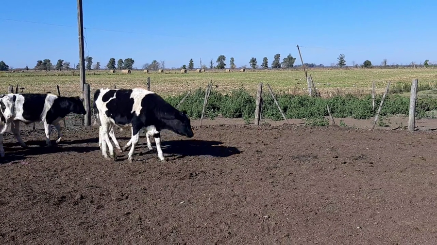 Lote 22 Terneros en Sunchales, Santa Fe